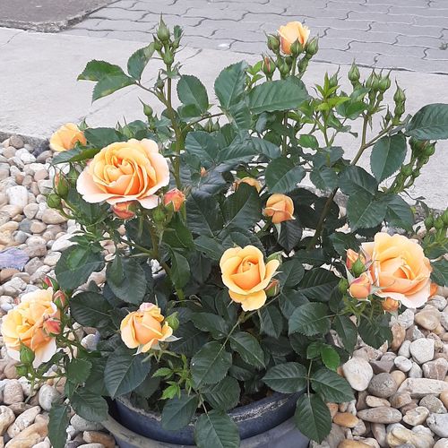 Narancssárga - Apróvirágú - magastörzsű rózsafa- kompakt koronaforma